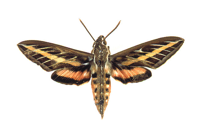 white lined sphinx moth
