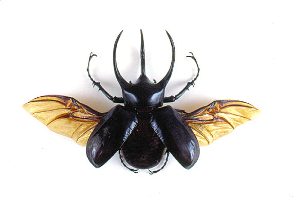 beetle wings open
