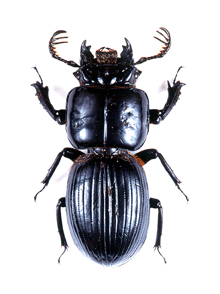 godofinsects.com :: Passalid or Peg Beetles (Passalidae)