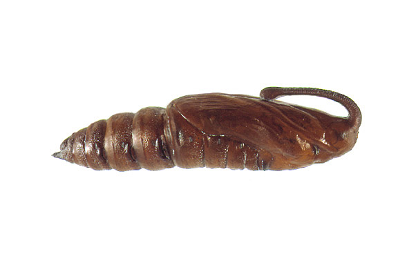 download tobacco hornworm moth