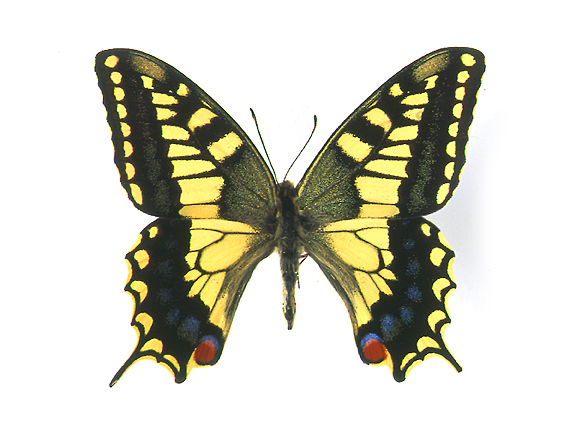 Asian Swallowtail Butterfly