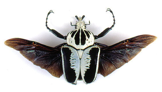 godofinsects.com :: Scarab Beetles (Scarabaeidae)