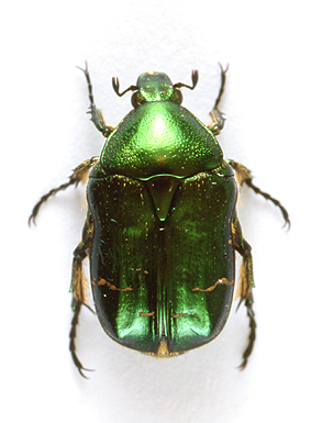 godofinsects.com :: Rose Chafer Beetle (Cetonia aurata)